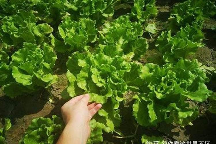 夏季生菜田间管理方法