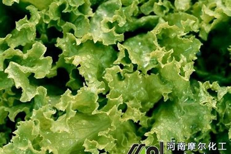 阳台怎么种生菜 如何种植生菜