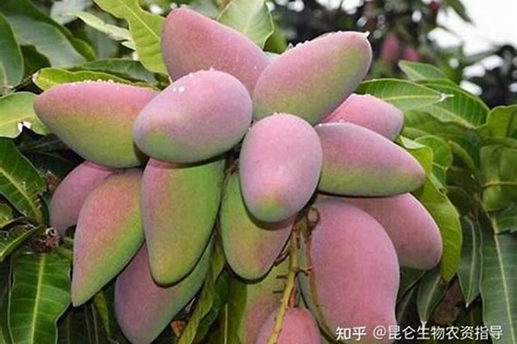 芒果花期喷什么叶面肥最好