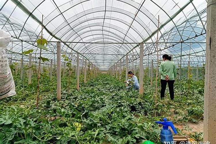 高钙硼锌铁镁肥和氮磷钾水溶肥一起用吗？