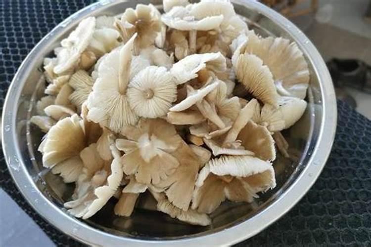 为什么有机肥特嗅？