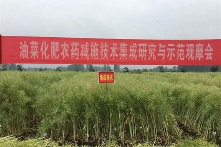 樱花移栽后怎样浇水(樱花树施肥与浇水技巧)