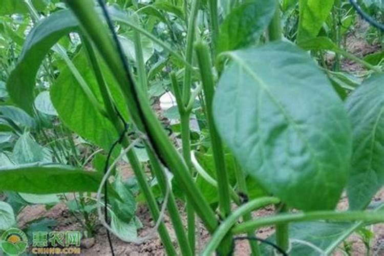 作物氮肥施用过多有哪些危害,怎样防治？