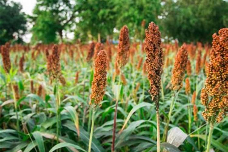 桂花树光剩杆了,不发芽的处理方法是什么？