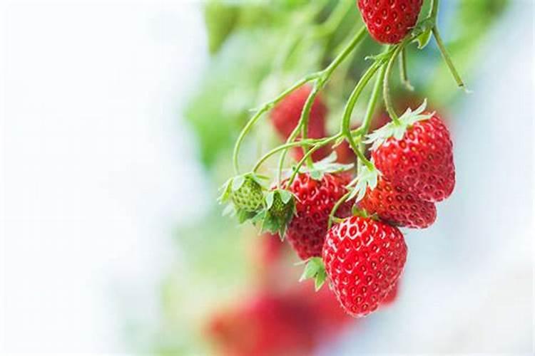红薯打什么叶面肥增产,植物叶面肥有哪些
