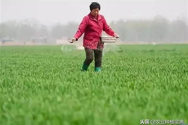 大豆施肥可以使用复合肥吗 注意事项有哪些