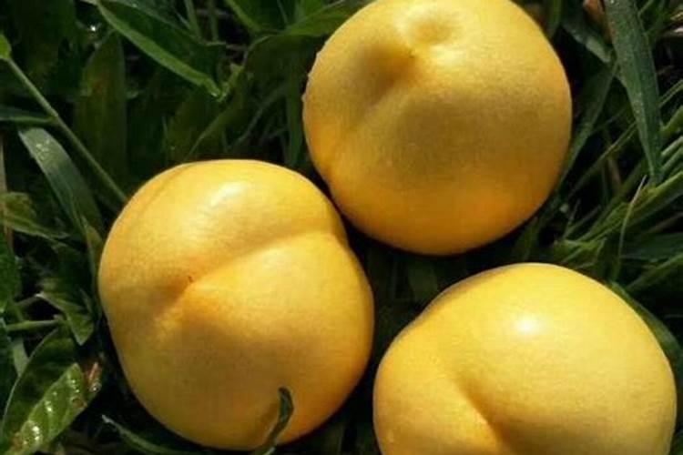 豆角追肥最忌三种肥料