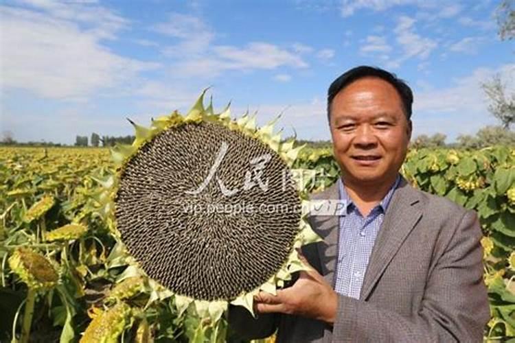 橙子树什么时候下肥料