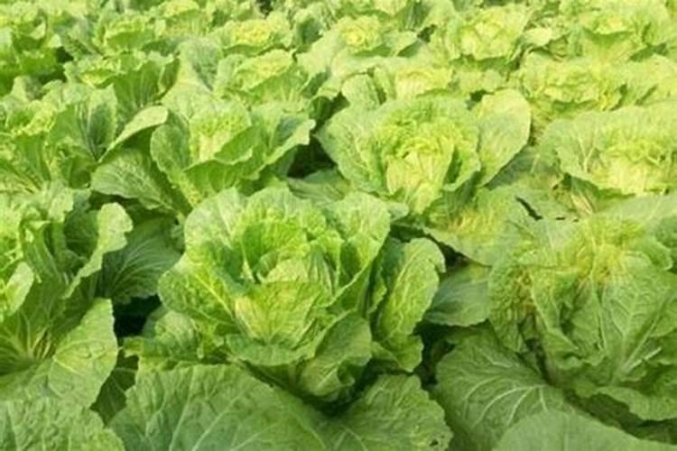 草莓结果期施什么肥 草莓结果期用什么肥料