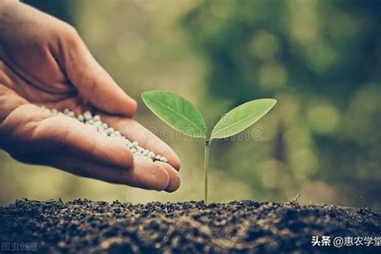 农药杜邦克露可以拌洋芋种子吗