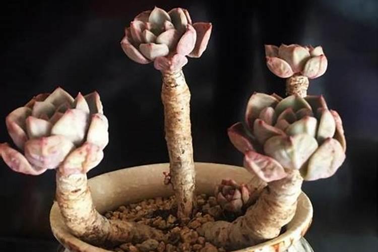 多肉植物能喷磷钾肥吗