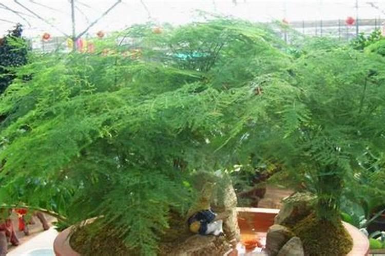 瓜果蔬菜喷叶面肥有什么好处(蔬菜叶面肥什么时候喷好)