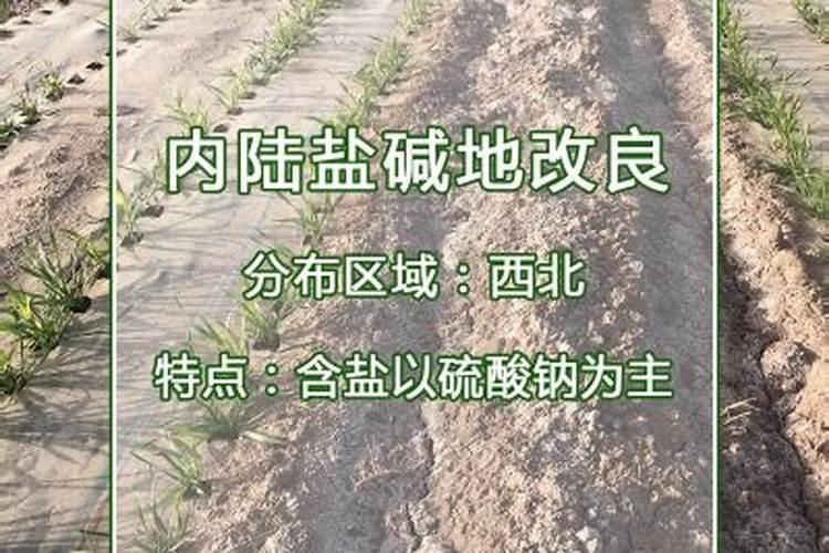腐殖酸肥料的效果是什么？应该如何使用？