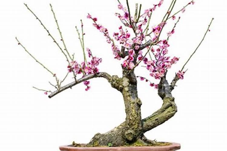 花卉一般施什么肥,冬季花卉施肥