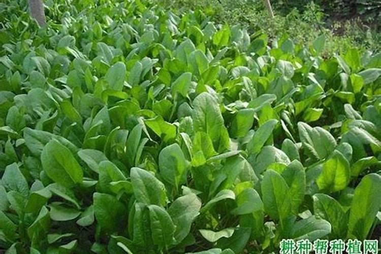 种菠菜用什么肥料