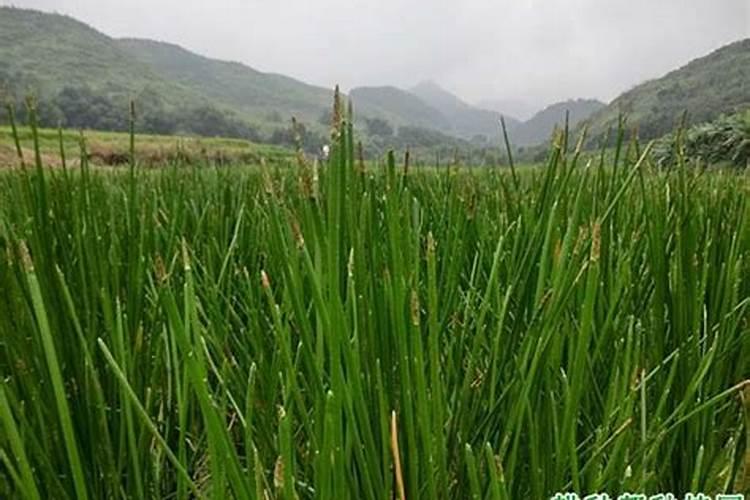 多宁混用的最佳配方