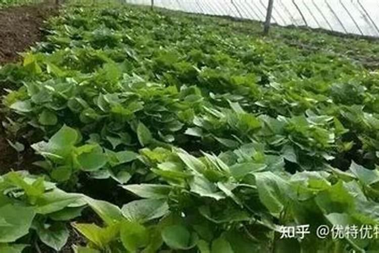 盛花期棉花如何施肥