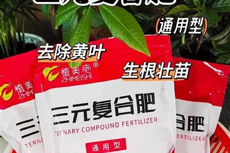 橘子树冬天施什么肥