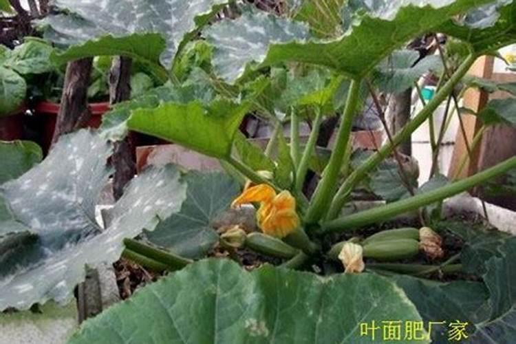 打籽西葫芦什么时候可断水断肥？