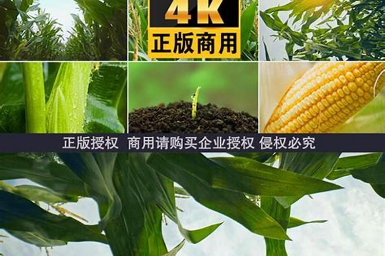 氯氰菊酯对鱼的至死浓度是多少呢