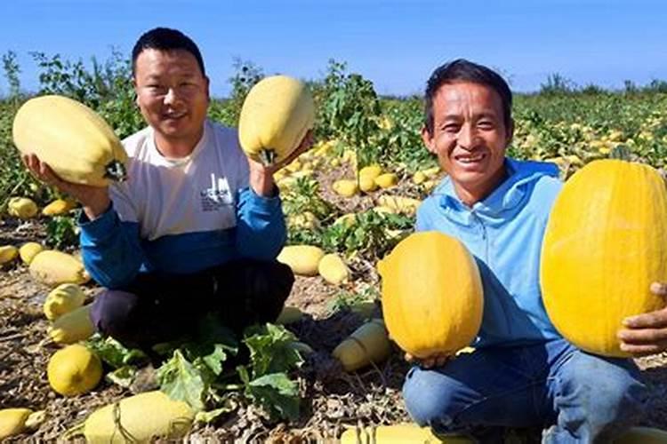 金丰八号打籽葫芦出现这种情况是因为什么？