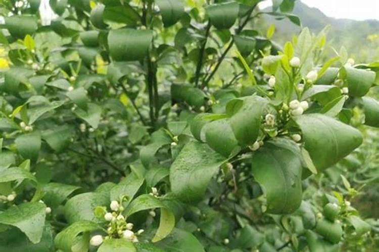 自家种蔬菜一般用什么肥料