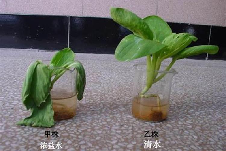 硼砂喷施蔬菜几天后可食用