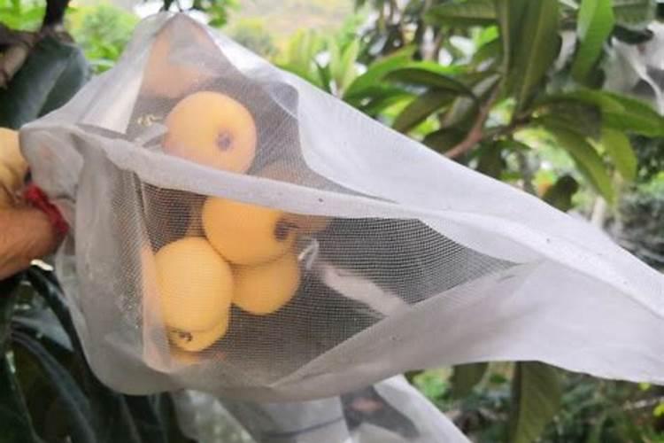 养兰先养根,该如何为兰花配制植料？