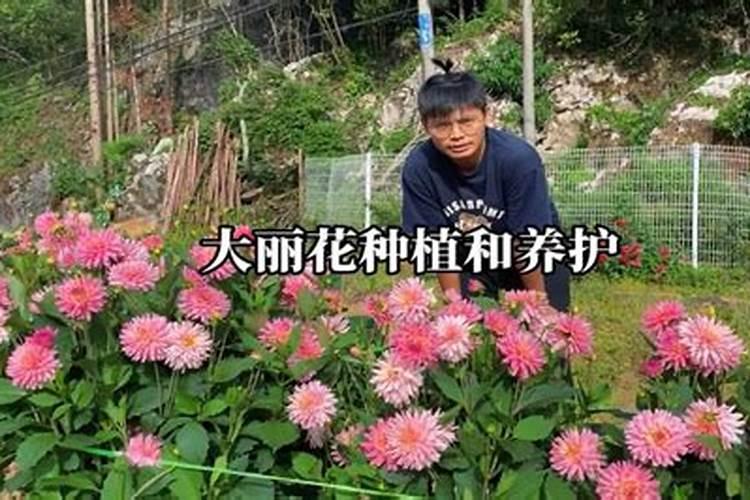 大丽花怎么矮化