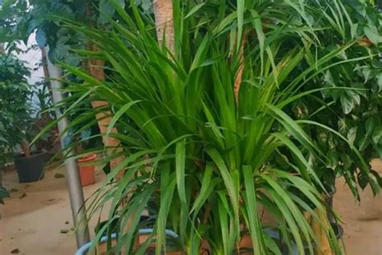 茶油树冬季大面积掉叶子,怎么处理？