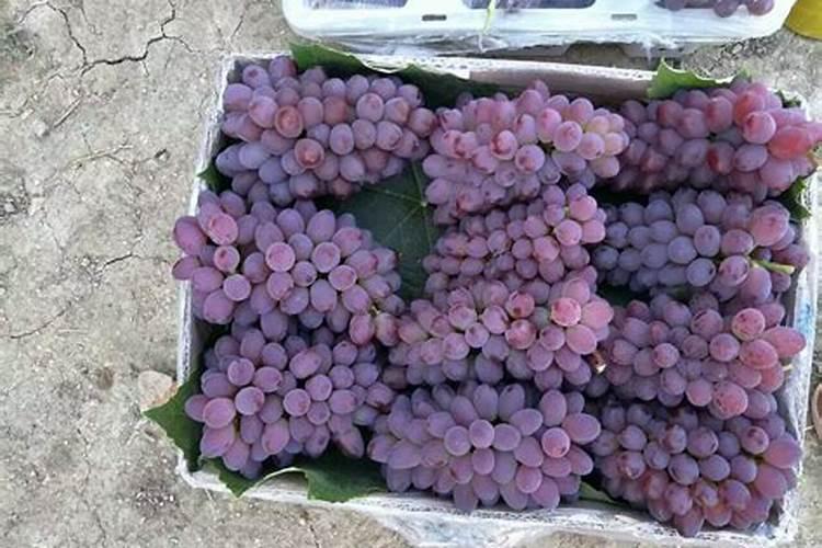 葡萄专用肥料