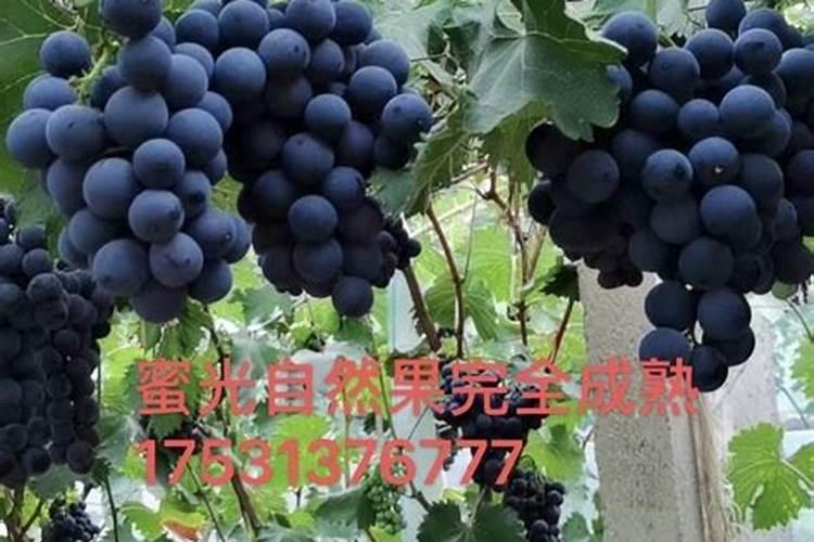 种植葡萄用什么肥最好