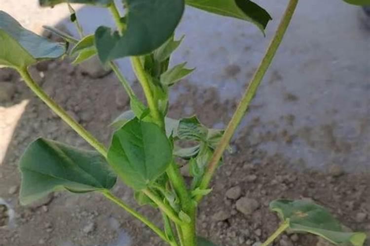 中国叶面肥十大品牌