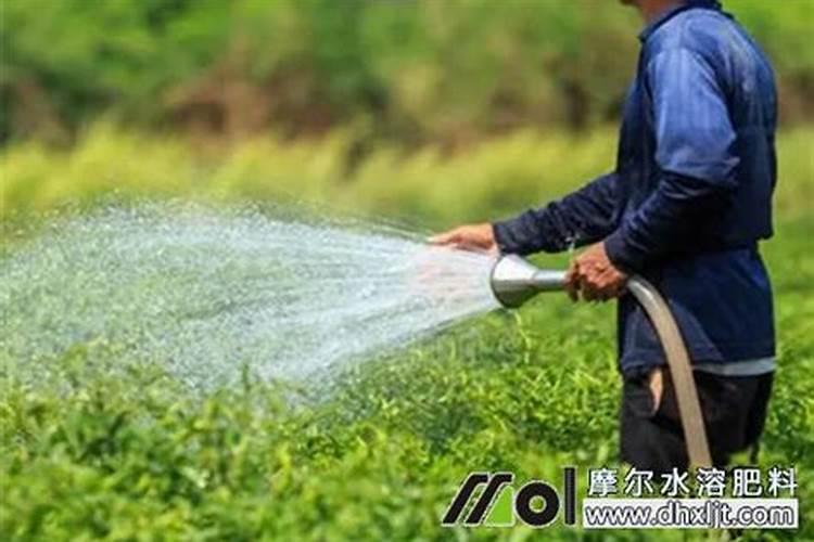 橘子皮直接埋土里当肥料好吗