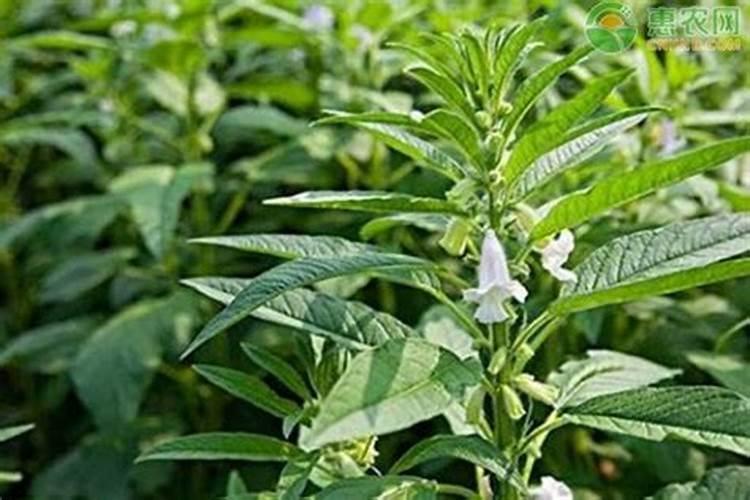 芝麻盛花期需要打什么农药