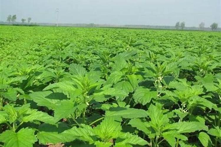 干旱时间段芝麻能喷施叶面肥吗