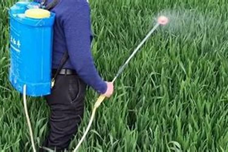 芝麻应该打什么药？