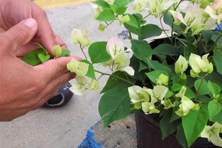 盆栽西红柿施什么肥最好