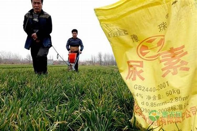 种树莓施什么肥