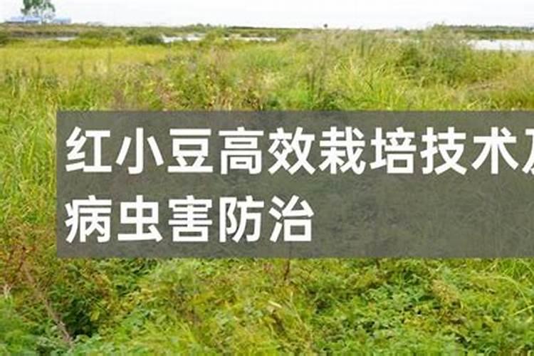 红小豆什么时候种