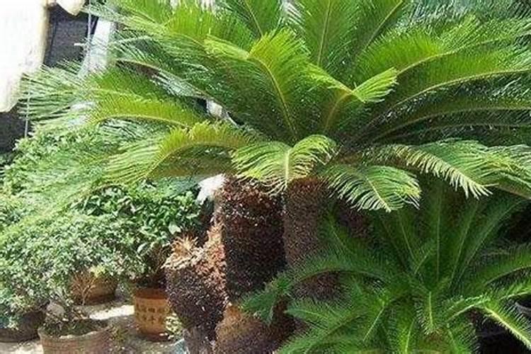 冬天室内铁树怎么浇水管理