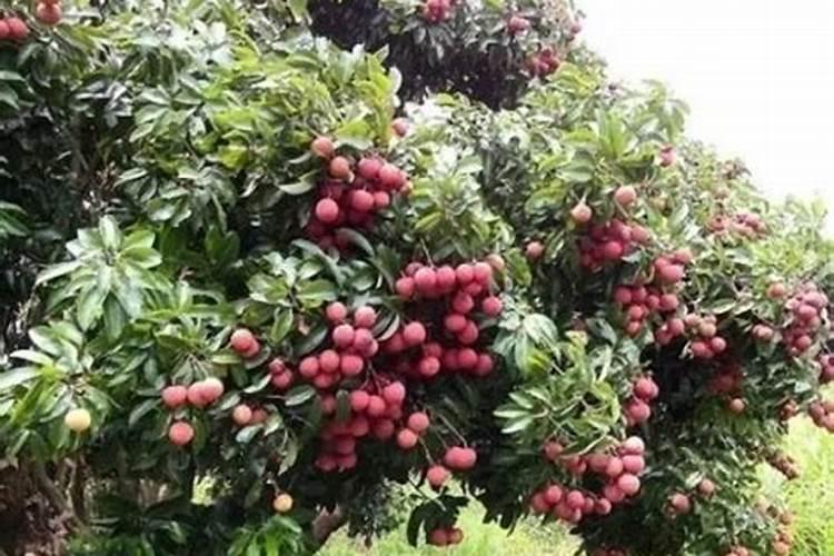 荔枝施什么肥料最好