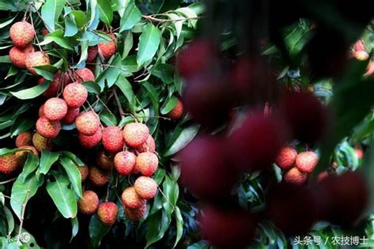 绿萝叶子插水里能生根吗？