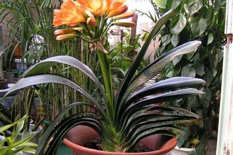 西洋菜下什么肥料好？