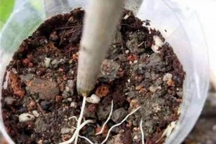 氮.磷.钾各影响植物的什么