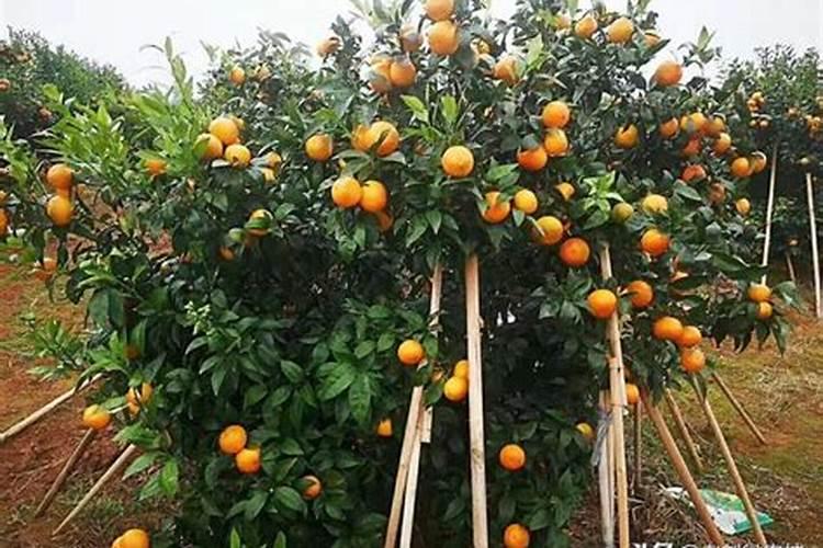 沃柑全年施肥时间表