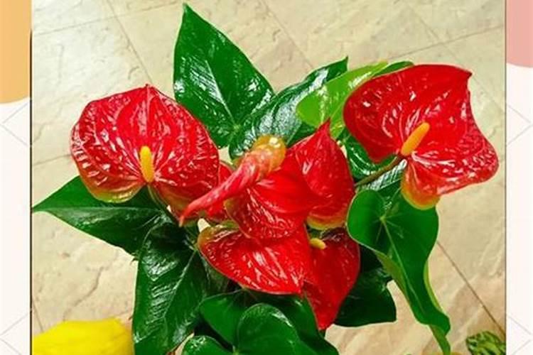 种什么植物固氮