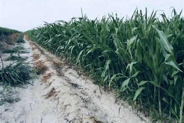 三角梅施什么肥料好,控水后怎么施肥