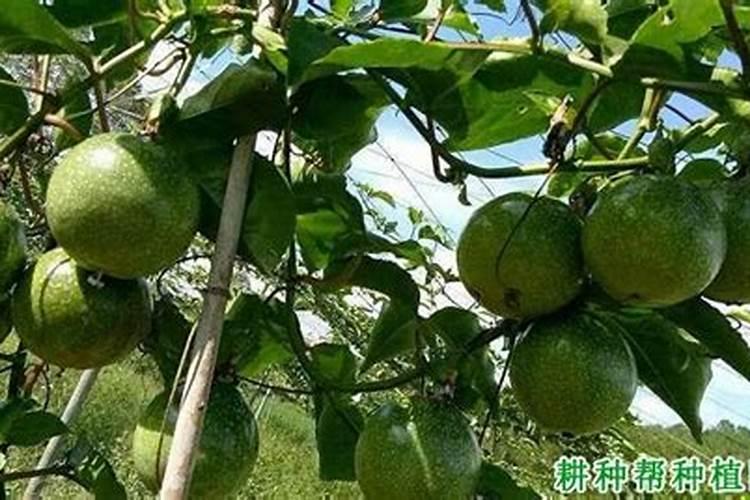 百香果幼苗施什么肥料