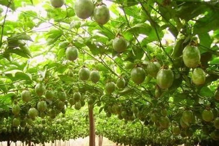 生根发芽的意思